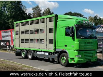 Φορτηγό μεταφορά ζώων DAF  XF 105/460 SC Menke 3 Stock Hubdach: φωτογραφία 1