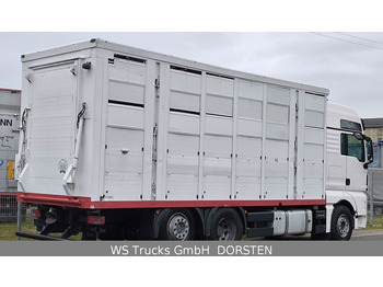 Φορτηγό μεταφορά ζώων MAN TGX 26.440 FG 6x2  Menke Janzen 3 Stock: φωτογραφία 4