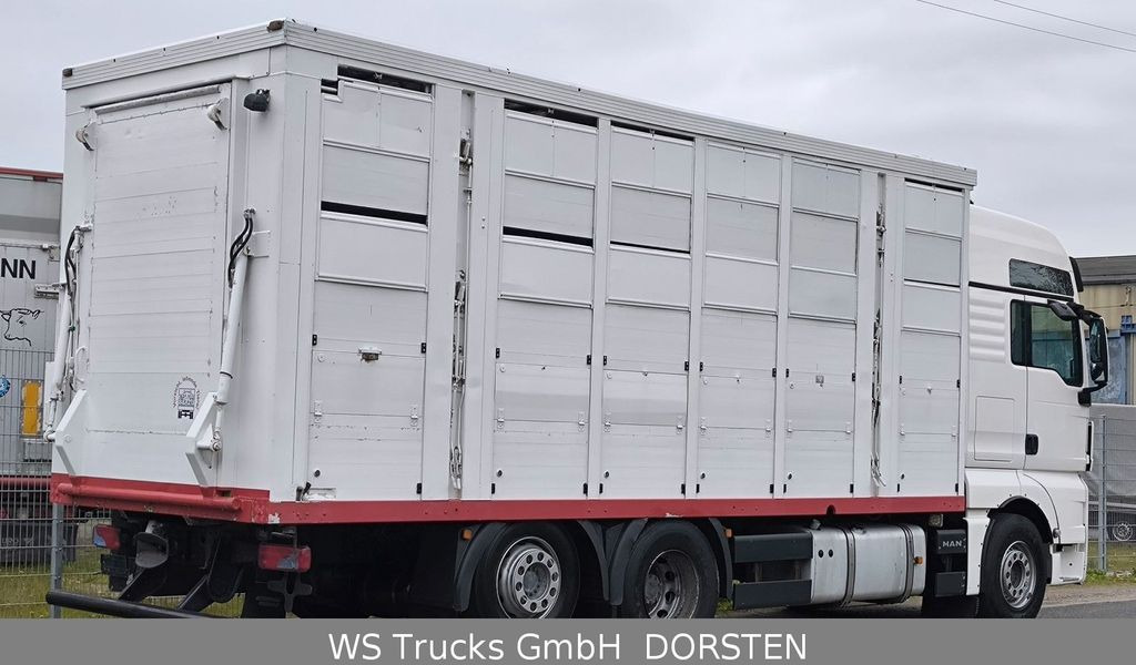 Φορτηγό μεταφορά ζώων MAN TGX 26.440 FG 6x2  Menke Janzen 3 Stock: φωτογραφία 4