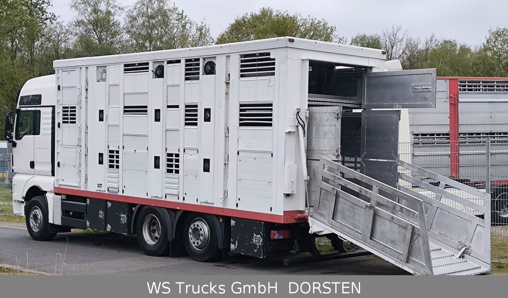 Φορτηγό μεταφορά ζώων MAN TGX 26.440 FG 6x2  Menke Janzen 3 Stock: φωτογραφία 6