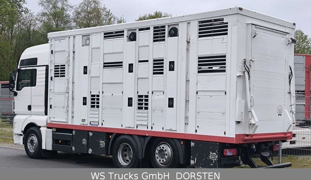 Φορτηγό μεταφορά ζώων MAN TGX 26.440 FG 6x2  Menke Janzen 3 Stock: φωτογραφία 3