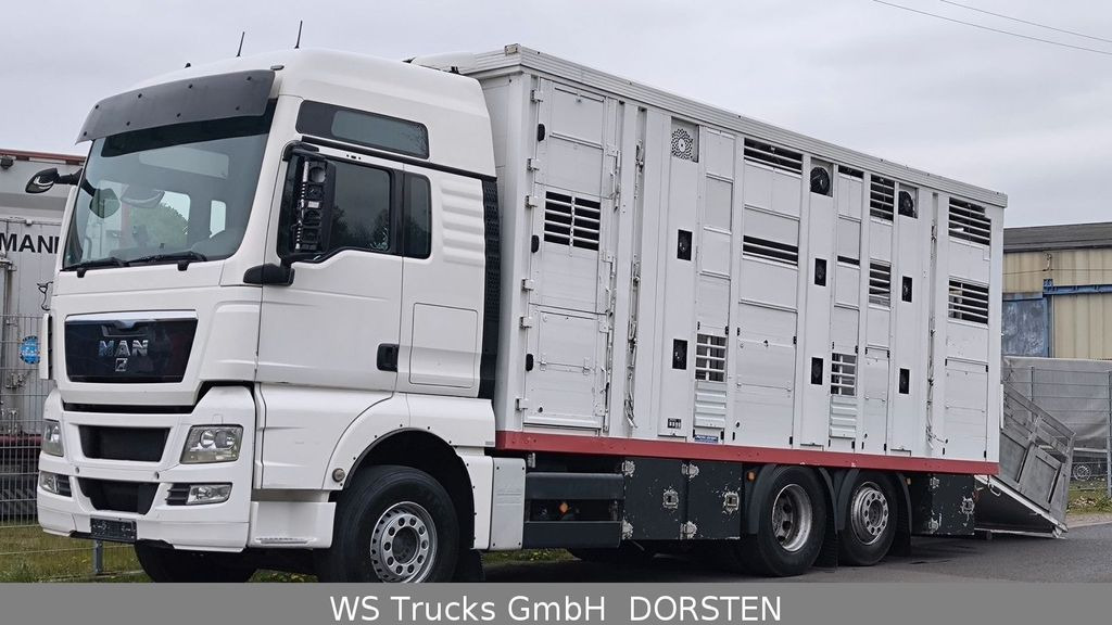 Φορτηγό μεταφορά ζώων MAN TGX 26.440 FG 6x2  Menke Janzen 3 Stock: φωτογραφία 5