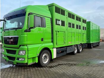 Φορτηγό μεταφορά ζώων MAN TGX 26.480 XL KABA   3 Stock Vollalu: φωτογραφία 1