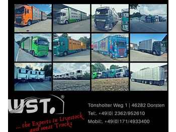 Φορτηγό μεταφορά ζώων MAN TGX 26.480 XL Menke   3 Stock Vollalu Hubdach: φωτογραφία 1