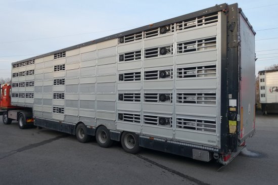 Επικαθήμενο μεταφορά ζώων Pezzaioli SBA32/G , 5 Stock , Viehtransporter  , Tränkeranlage,: φωτογραφία 2
