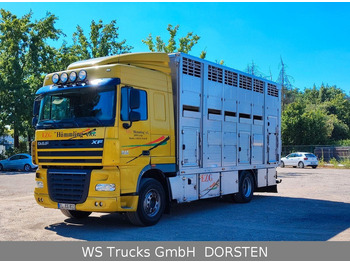 Φορτηγό μεταφορά ζώων DAF XF