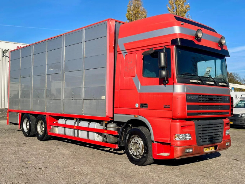 DAF XF 95.430 BERDEX 3 decks. Water, fans, Scales! Excellent condition. - Φορτηγό μεταφορά ζώων: φωτογραφία 5 DAF XF 95.430 BERDEX 3 decks. Water, fans, Scales! Excellent condition. - Φορτηγό μεταφορά ζώων: φωτογραφία 5