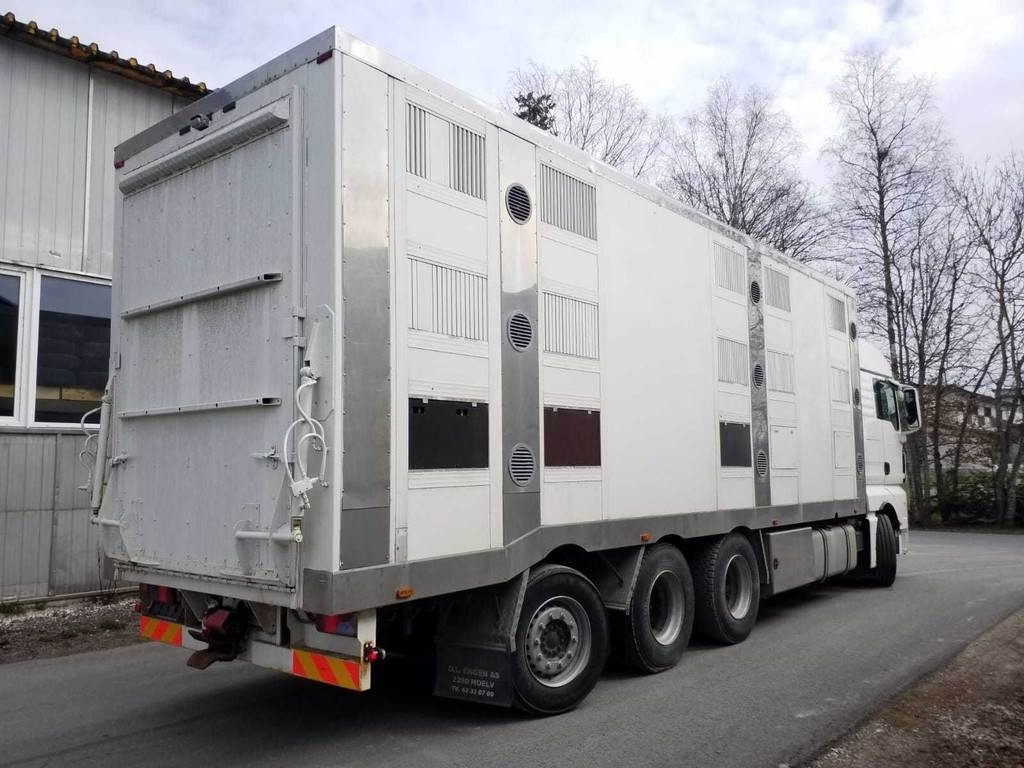 MAN TGX 35.540 8X4 TRIDEM ANIMAL  - Φορτηγό μεταφορά ζώων: φωτογραφία 3 MAN TGX 35.540 8X4 TRIDEM ANIMAL  - Φορτηγό μεταφορά ζώων: φωτογραφία 3