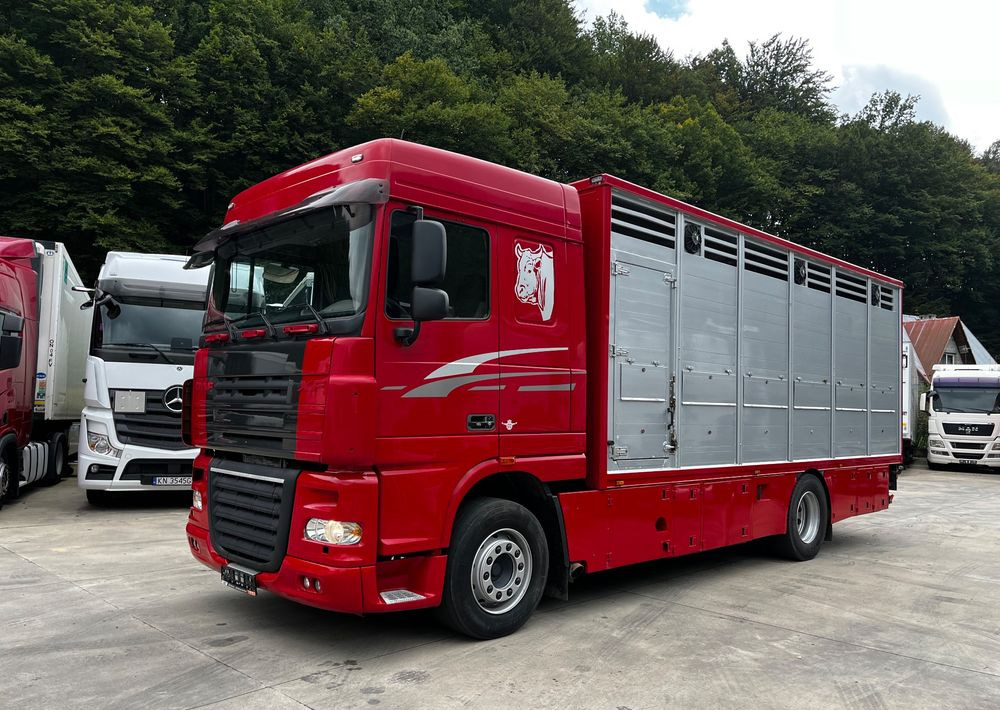 DAF XF 105.460 Euro 5 // Manual // Retarder // Do Żywca / Bydła / Zwierząt / - Φορτηγό μεταφορά ζώων: φωτογραφία 1 DAF XF 105.460 Euro 5 // Manual // Retarder // Do Żywca / Bydła / Zwierząt / - Φορτηγό μεταφορά ζώων: φωτογραφία 1