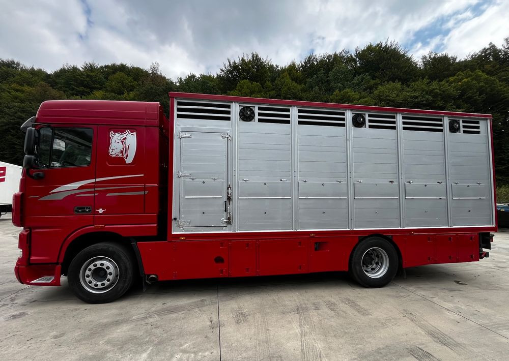 DAF XF 105.460 Euro 5 // Manual // Retarder // Do Żywca / Bydła / Zwierząt / - Φορτηγό μεταφορά ζώων: φωτογραφία 5 DAF XF 105.460 Euro 5 // Manual // Retarder // Do Żywca / Bydła / Zwierząt / - Φορτηγό μεταφορά ζώων: φωτογραφία 5