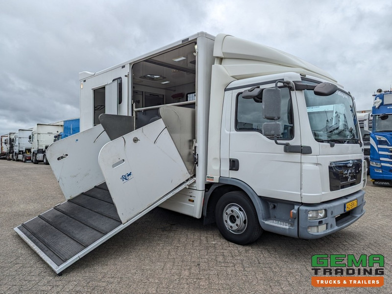 MAN TGL 12.250 4x2 Euro5 EEV RC HorseTruck - 2a3 Paards - 135.000km - MARGE (V821) - Φορτηγό μεταφοράς αλόγων: φωτογραφία 3 MAN TGL 12.250 4x2 Euro5 EEV RC HorseTruck - 2a3 Paards - 135.000km - MARGE (V821) - Φορτηγό μεταφοράς αλόγων: φωτογραφία 3