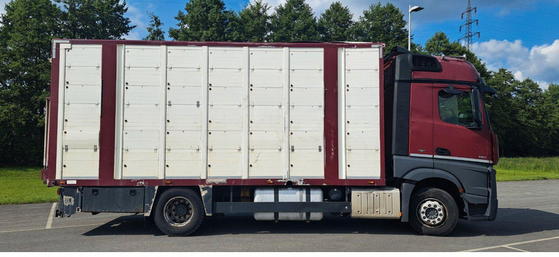 Mercedes-Benz Actros 1851 - Φορτηγό μεταφορά ζώων: φωτογραφία 2 Mercedes-Benz Actros 1851 - Φορτηγό μεταφορά ζώων: φωτογραφία 2